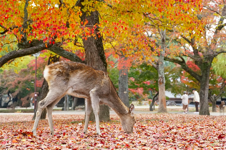 秋の奈良公園