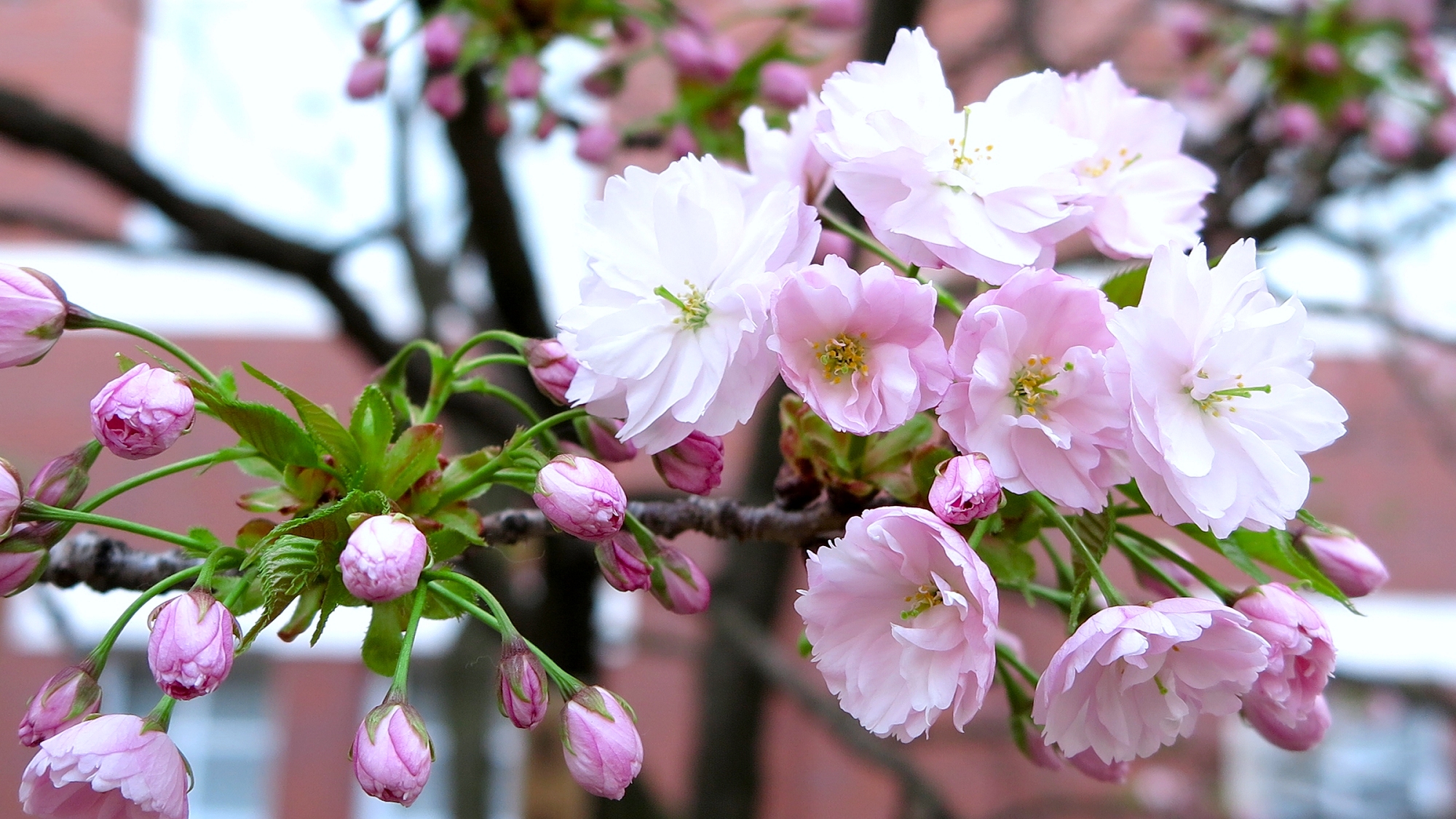30簪桜
