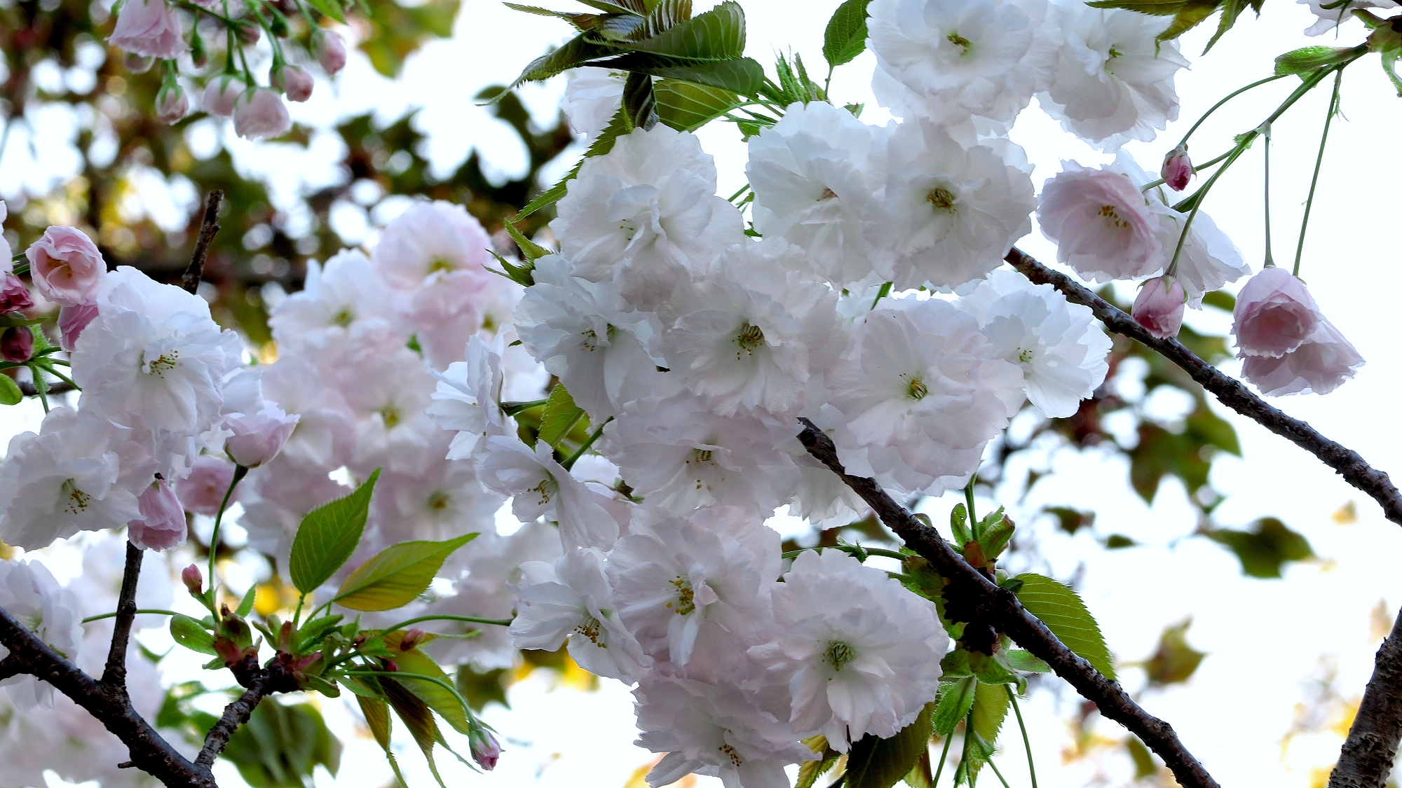 16渦桜